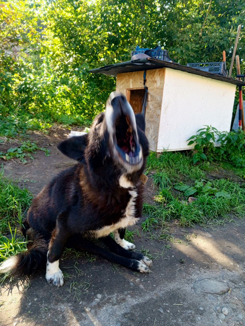 Участники проекта «Креалофт» побывали в центре для бездомных животных «Славянское»