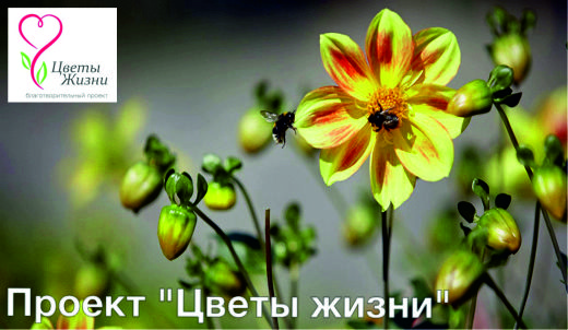 Средства для проекта «Цветы жизни» можно перечислить через сайт www.planeta.ru